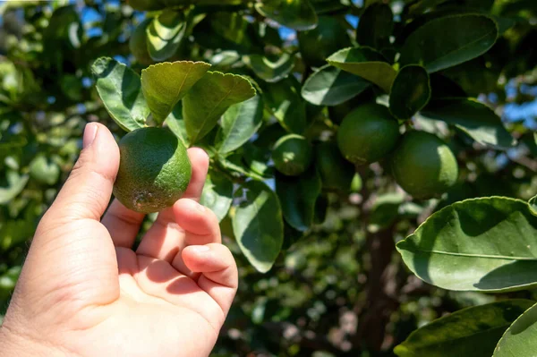 Eine Hand Pflückt Reife Zitronen Auf Einer Plantage — Stockfoto