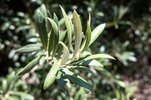 Olive Tree Plantation Mexico — Stock Photo, Image