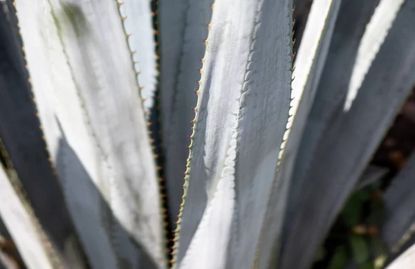 Detail Blue Agave Jalisco Mexico — Stock Photo, Image