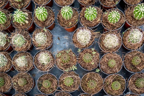 Wiele Małych Roślin Kaktusowych Kolekcja Roślin Kaktusowych Doniczkowych — Zdjęcie stockowe