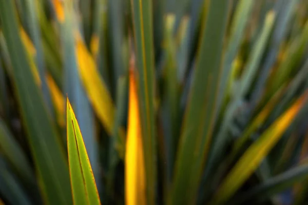 New Zealand Flax Leaves Phormium Agavaceae Tanax — Stock Photo, Image