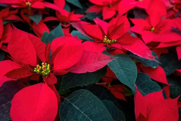 stock image A An arrangement of beautiful poinsettias - Red poinsettia or Christmas Star flower