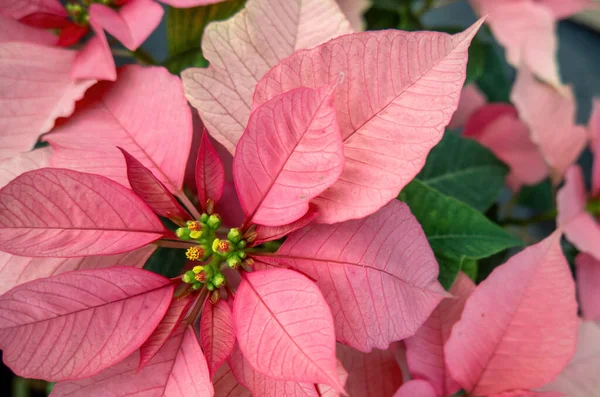 Serada satılık pembe noel yıldızları tarlası. Poinsettia çiçeklerinin fotoğrafı