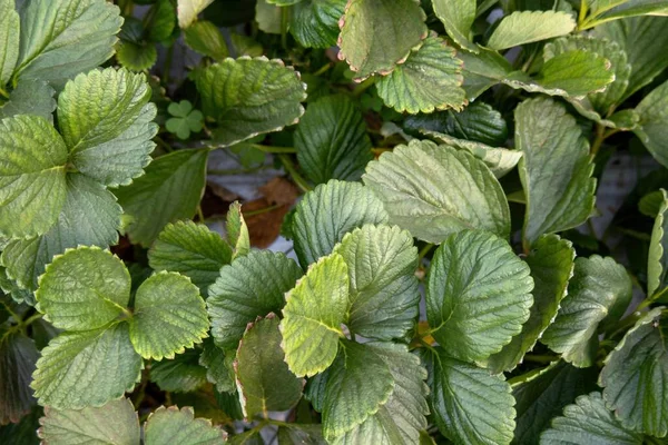 Green Leaves Garden Strawberry Background Wild Strawberry Leaves — Stock Photo, Image