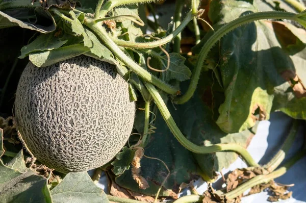 Eine Melone Wächst Einem Gewächshaus Auf Dem Bauernhof — Stockfoto