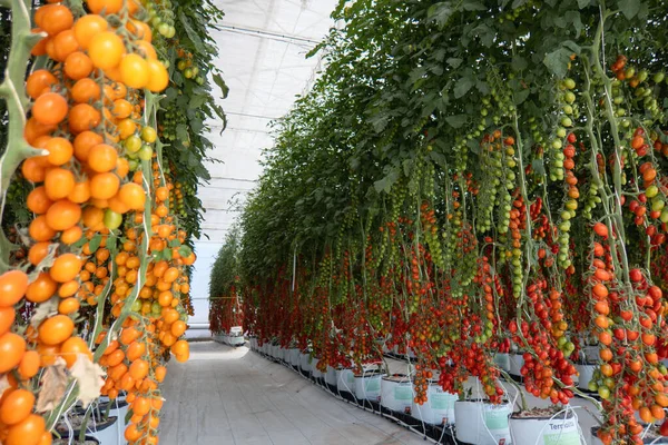 Domates hasadı için serada kullanılan HORTIPERL termoliti.