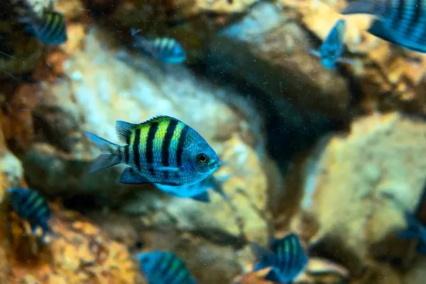 물고기 인도양 태평양 Abudefduf Vaigiensis — 스톡 사진