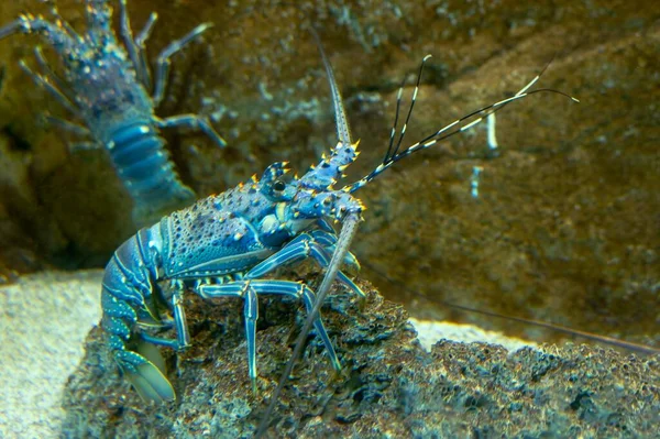 水生环境中的蓝刺龙虾 — 图库照片