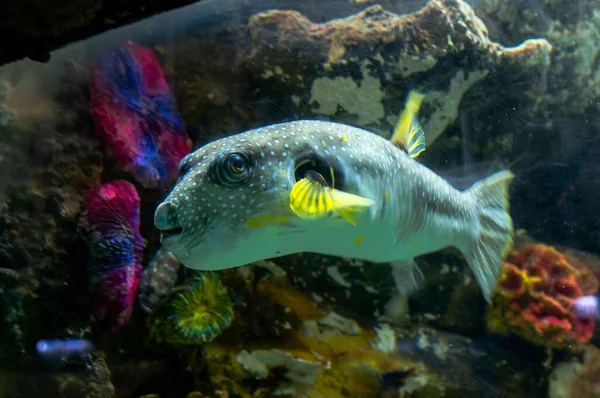 Een Witte Gestippelde Kogelvis Aquarium — Stockfoto