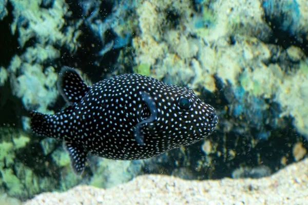 Black White Spotted Puffer Fish Arothron Meleagris — Stock Photo, Image