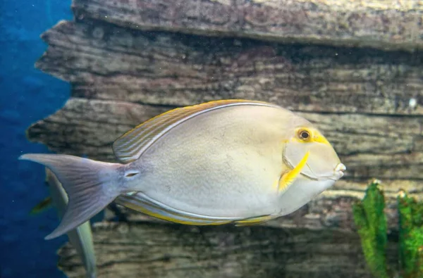Cirurgião Yellowfin Fish Acanthurus Xanthopterus — Fotografia de Stock