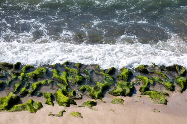 Una Alga Verde Orilla Del Mar —  Fotos de Stock