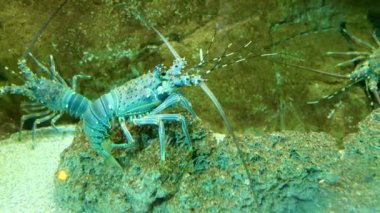 Mavi dikenli ıstakoz su ortamında