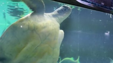 Yüzgeci olmayan Chelonia Mydas kaplumbağası.