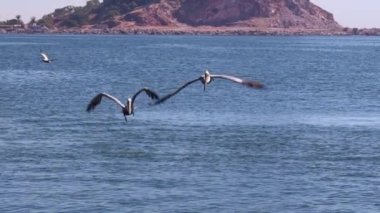 Pelecanus sahilde balık tutuyor.