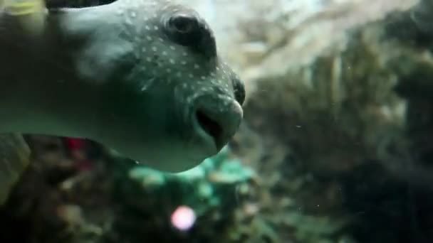 水族館の白い点状フグ — ストック動画