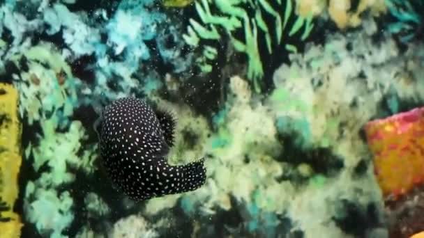 Black White Spotted Puffer Fish Arothron Meleagris — Stock Video