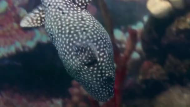 Pesce Palla Maculato Bianco Nero Arothron Meleagris — Video Stock