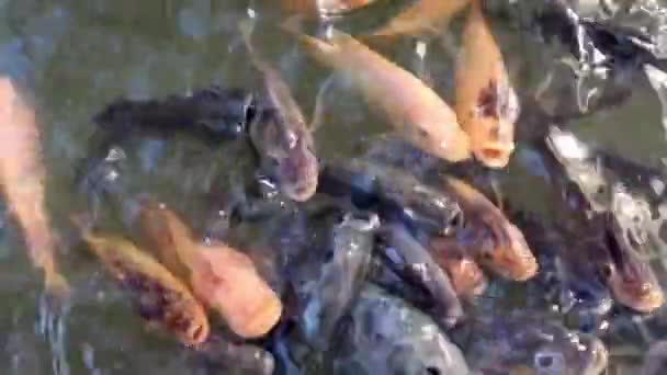 Carp Pond Colorful Fish Aquatic — Stock Video