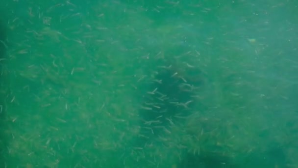 许多小鱼在海里的蓝水中群居 — 图库视频影像