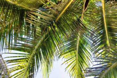 A Palm tree green leaves background