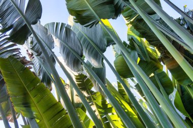 A Travelers palm tree pattern background