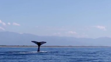 Whale hitting the water with its tail in the sea