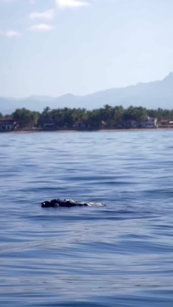 Whale Hitting Water Its Tail Sea — Αρχείο Βίντεο
