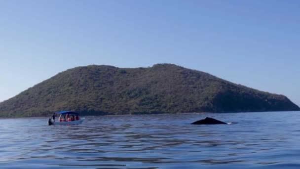 Whale Hitting Water Its Tail Sea — Vídeo de Stock