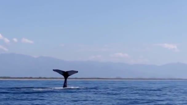 Whale Hitting Water Its Tail Sea — 图库视频影像