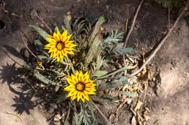 Gazania rigens 'in sarı çiçekleri (Gazania rigens)