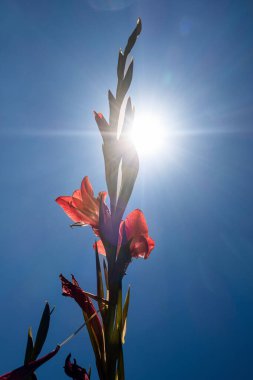 Kırmızı bir gladiolus çiçeği mavi gökyüzüne karşı güneş ışınları ve parlayan merceklerle