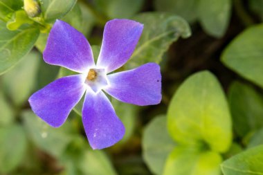 Mor bir Periwinkle, Vinca minör, bahçede