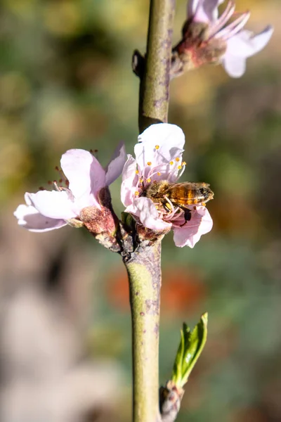 Μια Μέλισσα Άνθος Ροδάκινου Την Άνοιξη Κοντινό Πλάνο Φωτογραφίας — Φωτογραφία Αρχείου