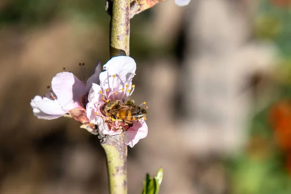 Μια Μέλισσα Άνθος Ροδάκινου Την Άνοιξη Κοντινό Πλάνο Φωτογραφίας — Φωτογραφία Αρχείου