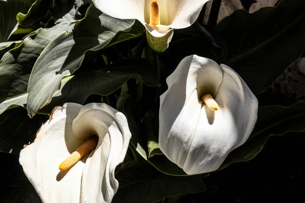 White Calla Lily Garden Sunny Day — Stock fotografie