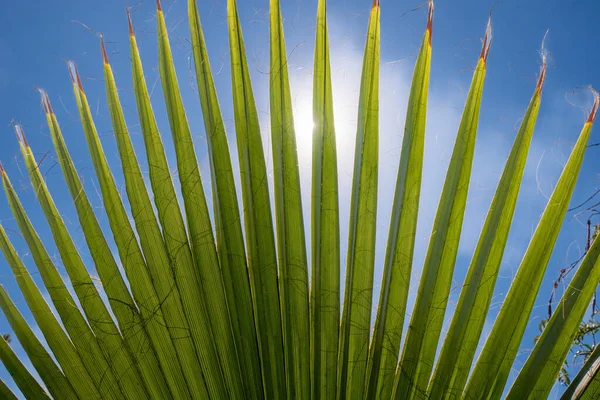 Palm Leaves Background Blue Sky Tropical Background — Stock Photo, Image