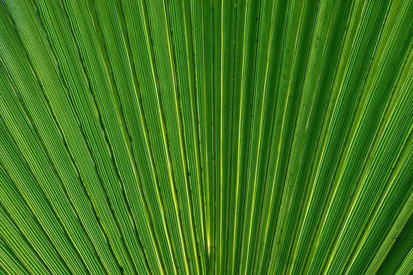 Green Palm Leaf Background Close Green Palm Leaf Texture — Stock Photo, Image
