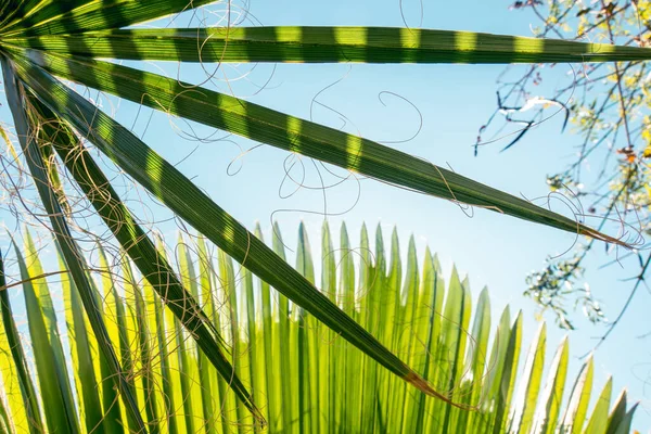 Palm Leaves Background Blue Sky Tropical Background — Stock Photo, Image