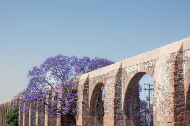 Jacaranda ağacı ve mor çiçekli Queretaro Meksika su kemeri.