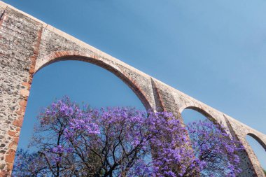 Jacaranda ağacı ve mor çiçekli Queretaro Meksika su kemeri.