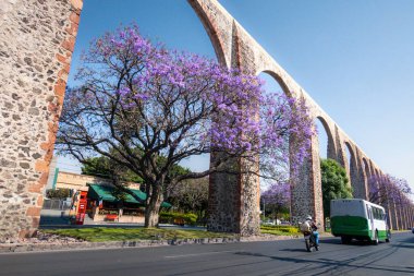 Jacaranda ağacı ve mor çiçekli Queretaro Meksika su kemeri.