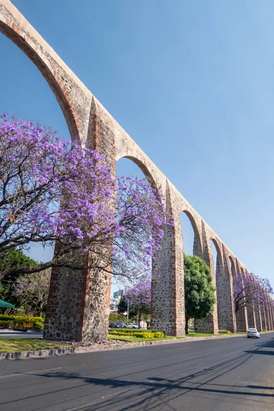 Jacaranda ağacı ve mor çiçekli Queretaro Meksika su kemeri.