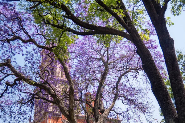 Árbol Jacaranda Flores Púrpuras Fondo Templo San Francisco Asis Querétaro —  Fotos de Stock
