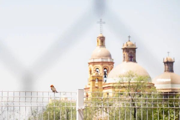 メキシコのケレタロ神殿の教会の前の柵の上に鳥が倒れる — ストック写真