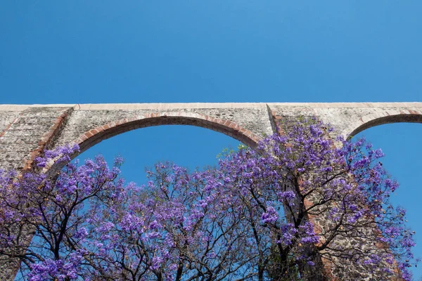 ジャカランダの木と紫色の花とケレタロメキシコの水路 — ストック写真