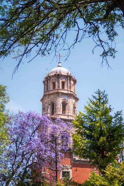 ケレタロ メキシコのサンフランシスコ アシス神殿を背景にしたジャカランダの木と紫色の花 — ストック写真