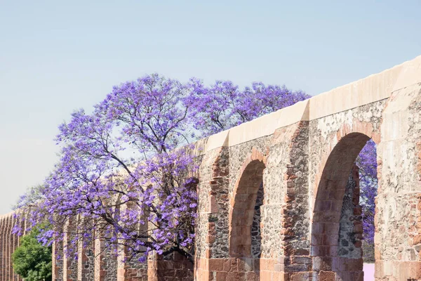 Aqueduc Queretaro Mexico Avec Jacaranda Fleurs Violettes Photo De Stock