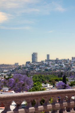 Queretaro şehrinin manzarası. Meksika su kemeri ve jakaranda ağacı.