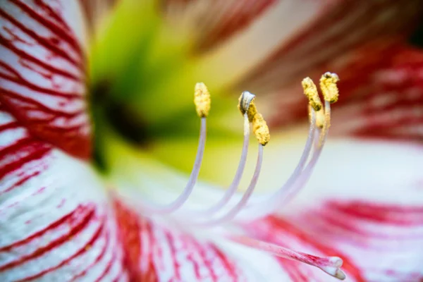 Çiçeğin Ortasında Bir Çiçeğin Yakın Çekimi — Stok fotoğraf